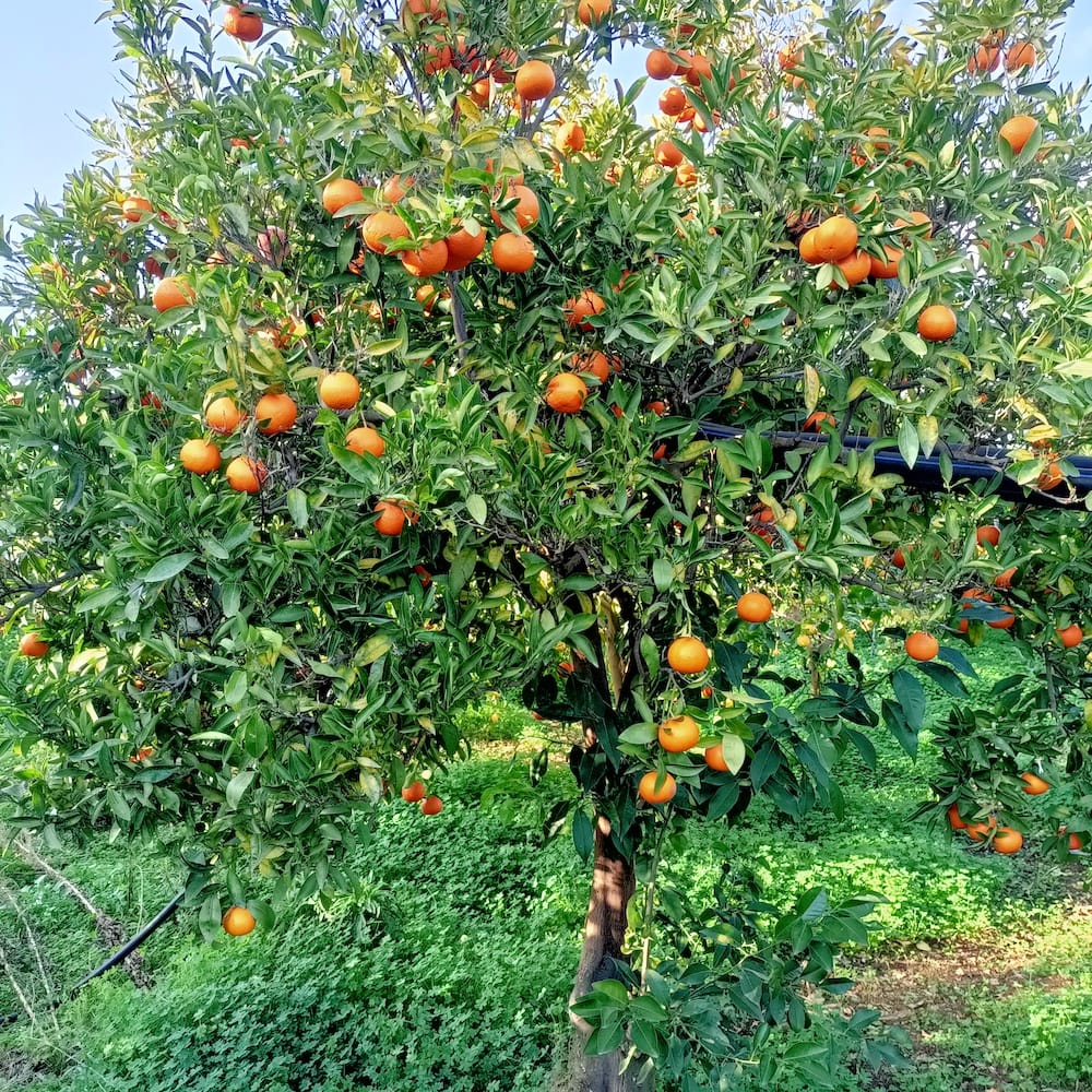 Adotta un Albero di Arance Tarocco bio