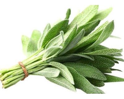 Salvia Fresca