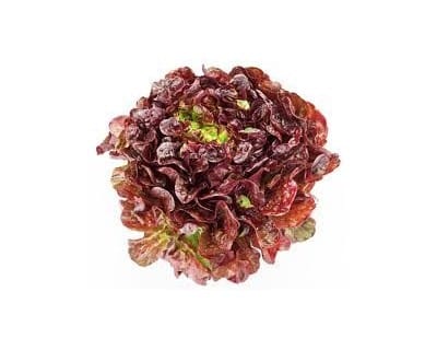 Lattuga Gentile Riccia
